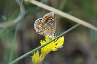 Aricia agestis