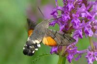 Macroglossum stellatarum
