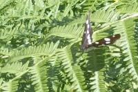 Limenitis reducta