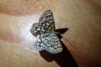 Chiasmia clathrata