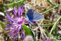 Polyommatus icarus