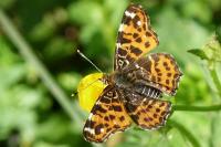Araschnia levana