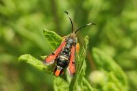 Pyropteron chrysidiforme