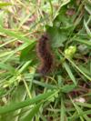 Phragmatobia fuliginosa