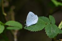 Celastrina argiolus