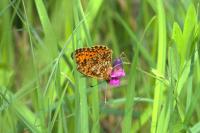 Boloria selene