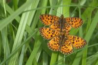 Boloria selene