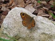 Lasiommata maera