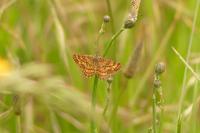 Ematurga atomaria