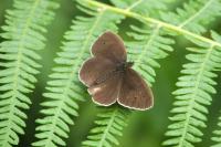 Aphantopus hyperantus