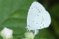 Celastrina argiolus