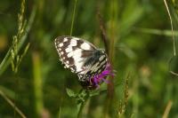 Melanargia galathea