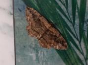 Philereme transversata