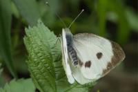 Pieris brassicae