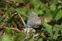 Polyommatus icarus