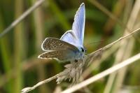Polyommatus icarus
