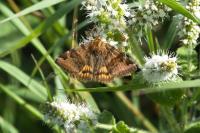 Euclidia glyphica