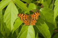 Polygonia c-album