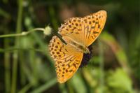 Argynnis paphia