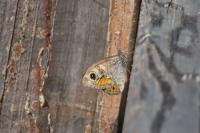 Lasiommata maera