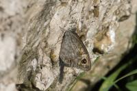 Lasiommata maera