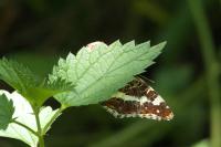 Araschnia levana