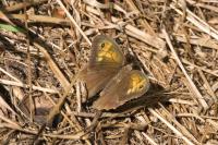 Maniola jurtina