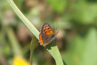 Lycaena phlaeas
