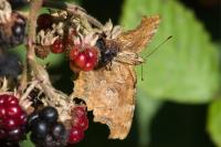 Polygonia c-album