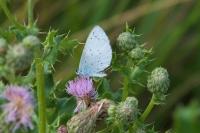 Celastrina argiolus