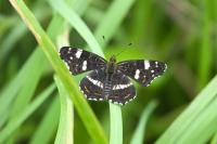 Araschnia levana