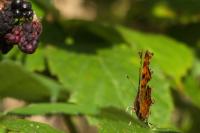 Polygonia c-album