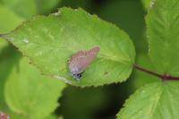 Satyrium ilicis