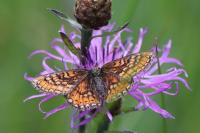 Euphydryas aurinia