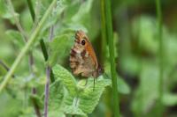 Pyronia tithonus
