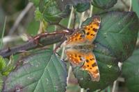 Polygonia c-album