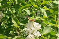 Vanessa cardui