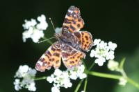Araschnia levana