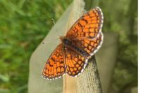 Melitaea parthenoides