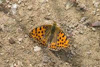 Issoria lathonia