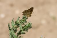Issoria lathonia