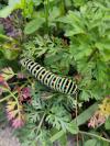 Papilio machaon