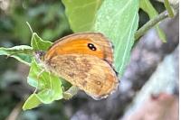 Pyronia tithonus