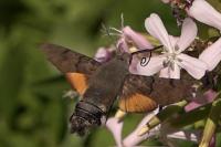 Macroglossum stellatarum