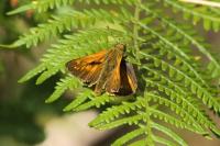 Ochlodes sylvanus