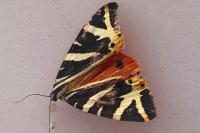 Euplagia quadripunctaria