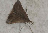 Synaphe punctalis