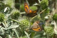 Pyronia tithonus