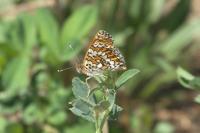 Melitaea cinxia
