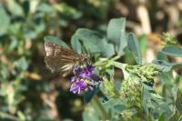 Erynnis tages